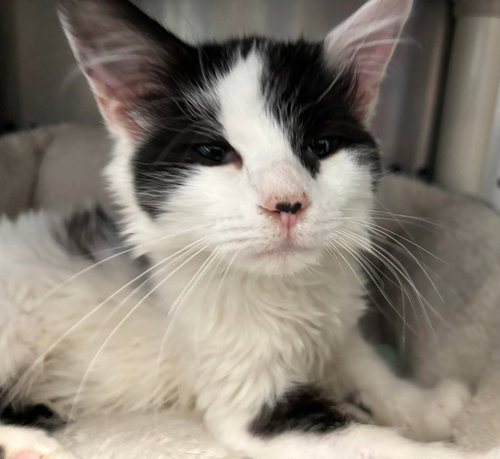 picture of the cat needing adoption
