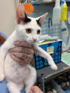 Finn - Not at shelter (AJ)