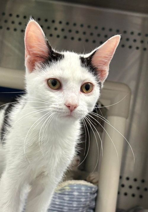 Finn - Not at shelter (AJ)