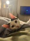 Finn - Not at shelter (AJ)