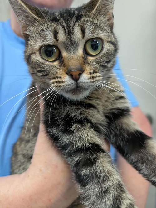 Jellybean - At shelter