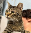 Jellybean: Not at shelter (Crystal)