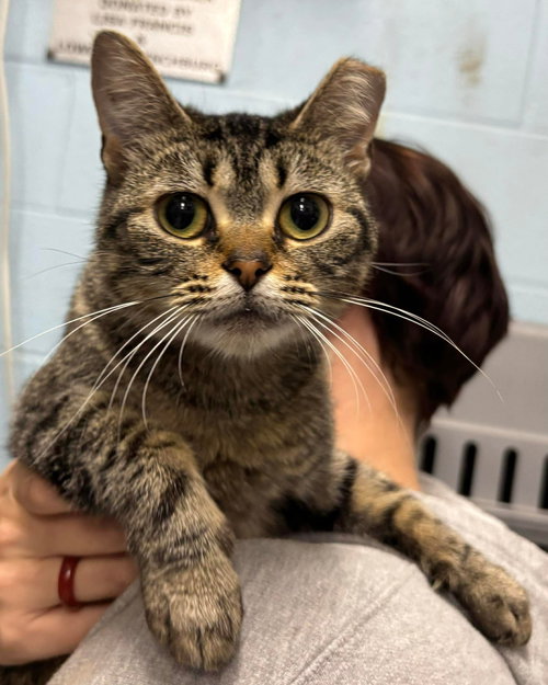 Jellybean - Not at shelter (Chrystal)