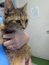 Dumpling: Not at shelter (Crystal)