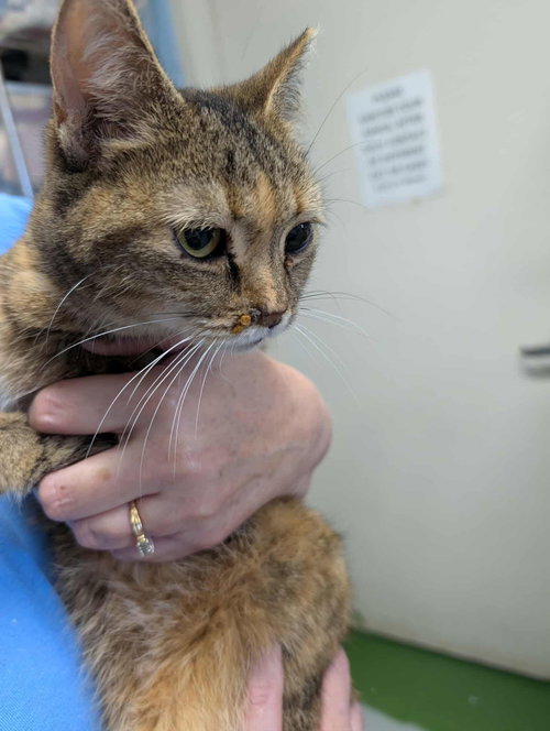 Dumpling - At shelter