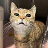 Dumpling: Not at shelter (Crystal)