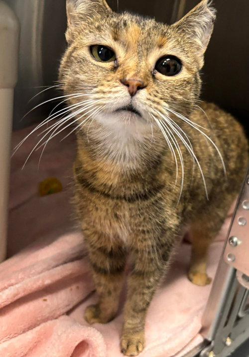Dumpling: Not at shelter (Crystal)