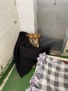 Missy - At shelter