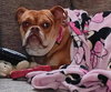Missy: Not At shelter