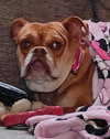 Missy: Not At shelter