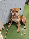 Missy: Not At shelter