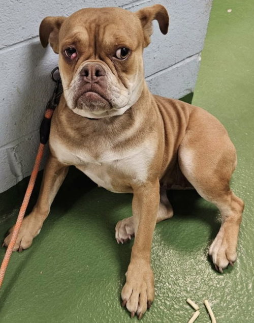 Missy: Not At shelter