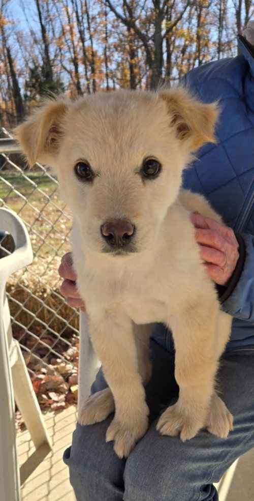 Cola - At shelter available  11/23