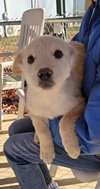Cola - At shelter available  11/23