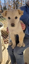 Cola - At shelter available  11/23