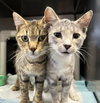 Stimpy  - At shelter
