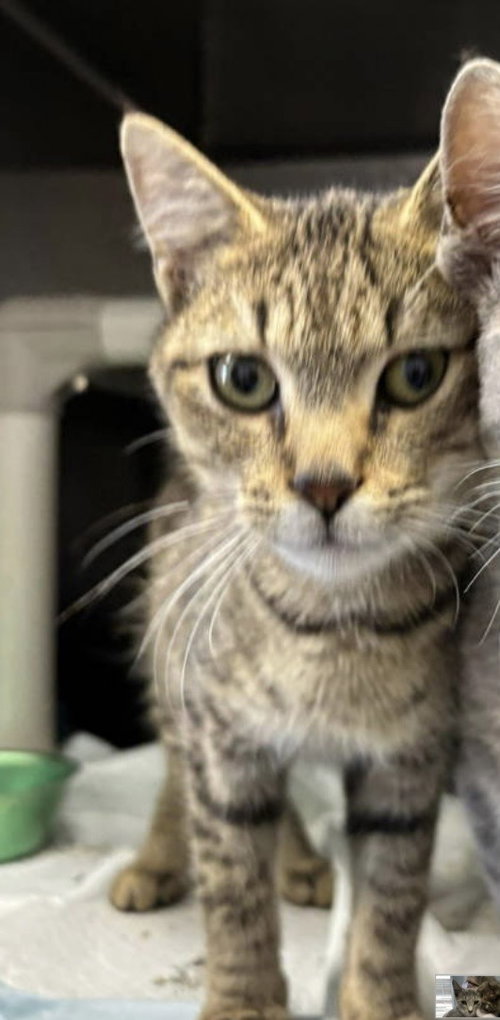 Stimpy  - At shelter