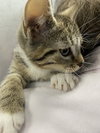 Little Breaches -  At shelter