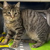 Spice Girl: Visit At Petsmart Lynchburg