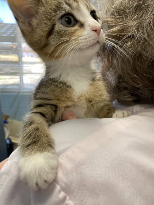 Cookie - At shelter