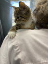 Cookie - At shelter