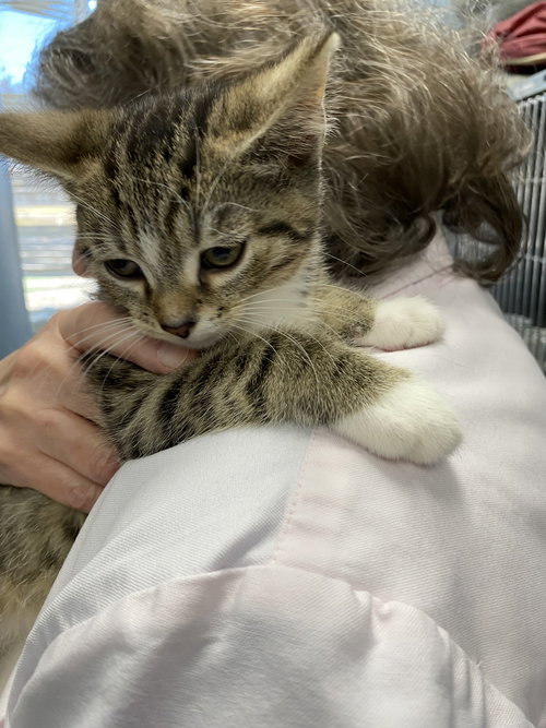 Twix - At shelter