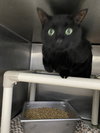 Midnight: Visit At Petsmart Lynchburg