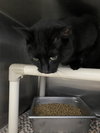 Midnight: Visit At Petsmart Lynchburg