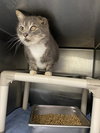 Boots: Visit At Petsmart Lynchburg