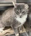 Boots: Visit At Petsmart Lynchburg