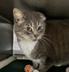 Boots: Visit At Petsmart Lynchburg