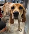 Tina: At shelter available 11/23
