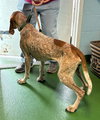 Tina: At shelter available 11/23