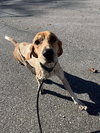 Tina: At shelter available 11/23