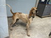 Tina: At shelter available 11/23