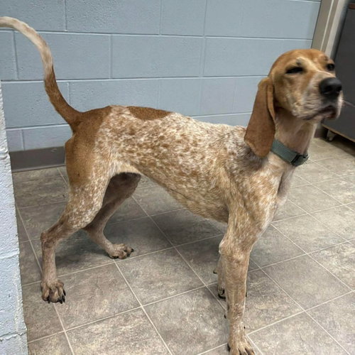 picture of the dog needing adoption