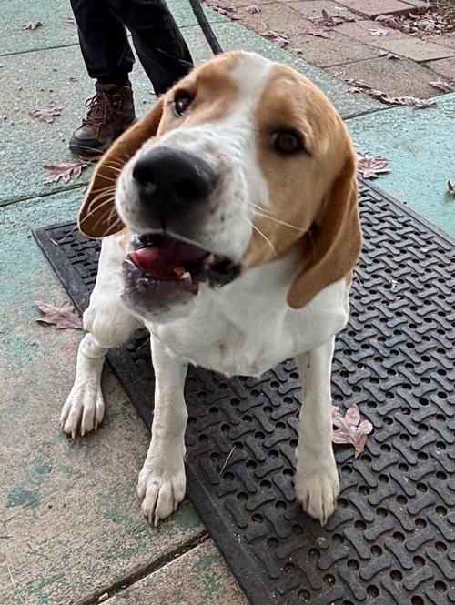 picture of the dog needing adoption