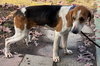 Ford - At shelter available 11/24