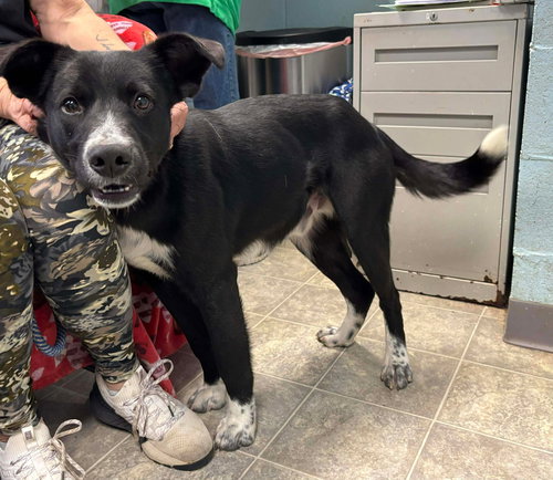 picture of the dog needing adoption