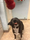 McFlurry: At shelter