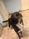 McFlurry: At shelter