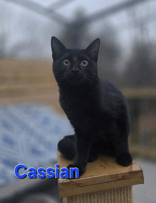 Cassian: Not at shelter (Carisa)