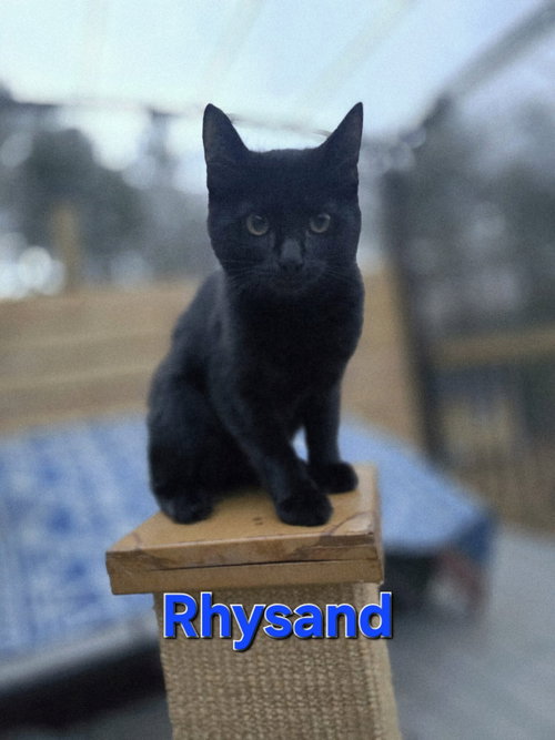 Rhysand - Visit At Petsmart Lynchburg