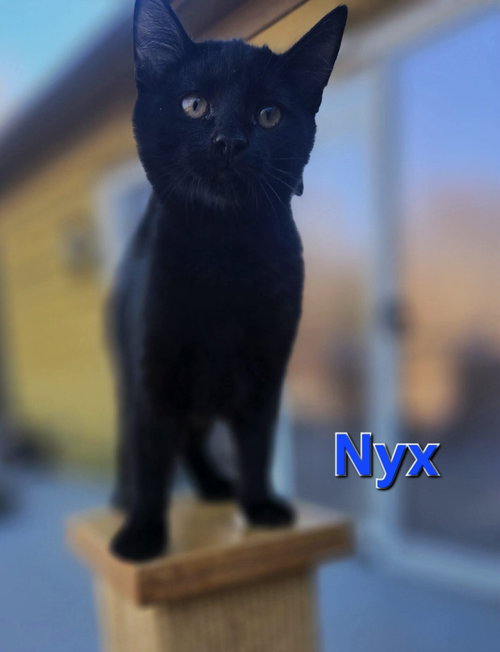 Nyx - Not At shelter (Carisa)