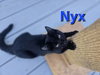 Nyx - Not At shelter (Carisa)