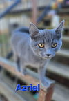 Ariel: Not at shelter (Carisa)