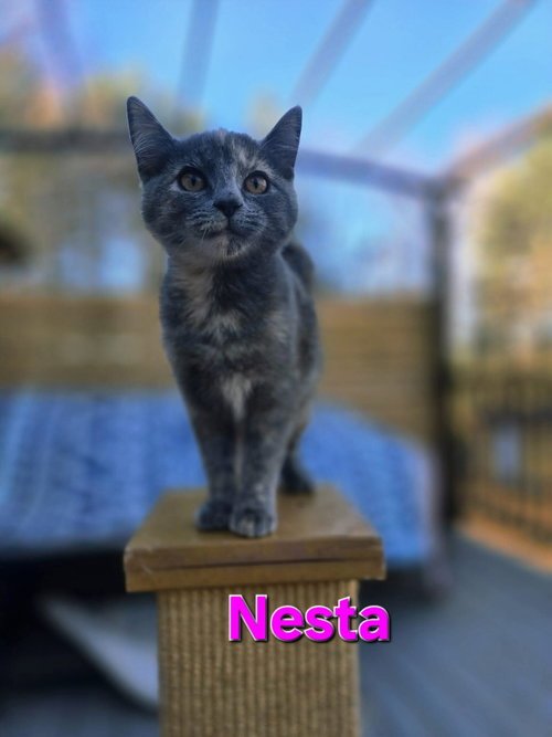 Nesta - Not at shelter (Carisa)