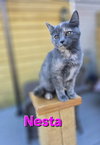 Nesta - Not at shelter (Carisa)