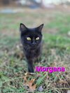 Morgana: Not at shelter (Carisa)