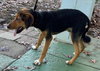 Dimitri; At shelter